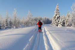 Winterabenteuer, Nordeuropa, Finnland, Finnisch Lappland: Auf Skiern durch verschneite Wlder