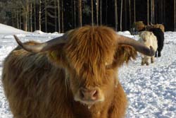 Winterabenteuer, Nordeuropa, Finnland, Finnisch Lappland: Bffel-Portrait