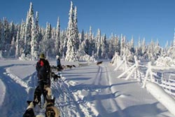 Winterabenteuer, Nordeuropa, Finnland, Finnisch Lappland: Hundeschlittentour - Hundeschlitten in verschneiter Landschaft